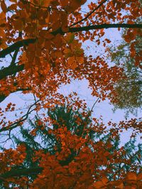 Low angle view of trees