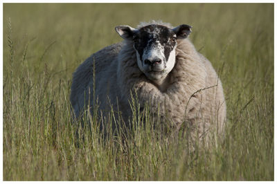 Sheep in the grass.