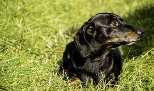 Black dog looking away on grass