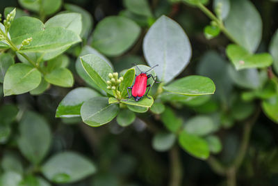 Close-up of red flower on plant