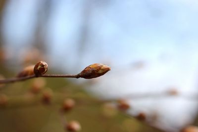 Close-up of flowering plant against blurred background