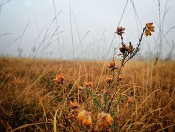 Close-up of wild flowers in nature reserves against sky