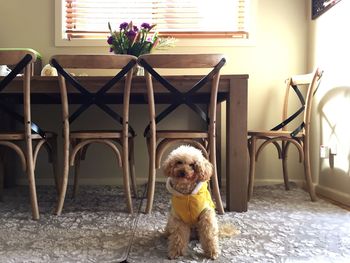Portrait of poodle sitting on floor by dining table at home