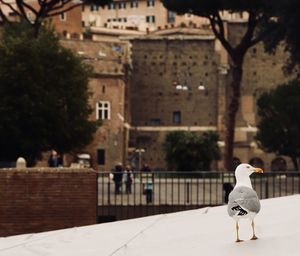 Seagull in a city