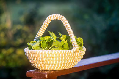 Close-up of hand holding wicker basket