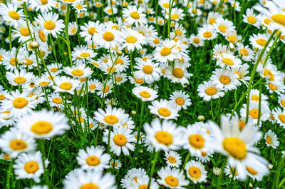 Close-up of white daisy flowers