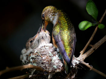 Close-up of bird perching on plant