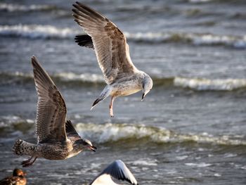 Seagull flying over sea