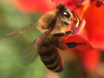 Close-up of insect on flower