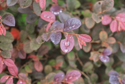 Close-up of water drops on flowers