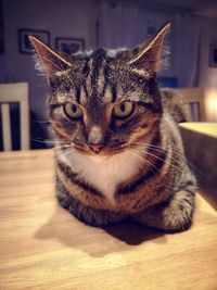 Portrait of tabby cat on table at home