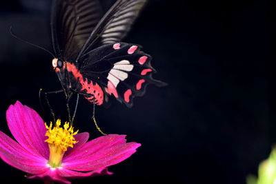 Close-up of butterfly pollinating on flower