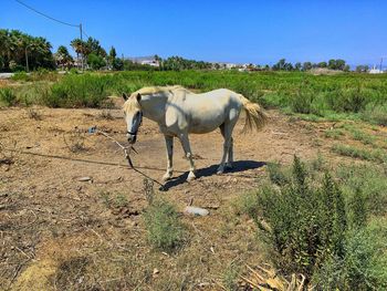 Horse on field against clear sky