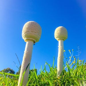 Close-up of mushrooms growing on field against clear blue sky