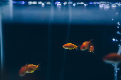 Close-up of fish swimming in aquarium