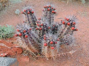 High angle view of succulent plant on field