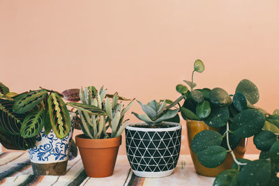 Potted plants on table against wall