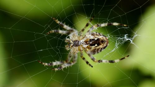 Close-up of spider on web