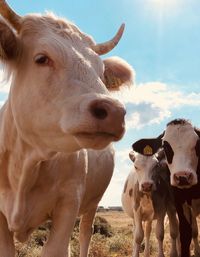 Portrait of cow on field against sky