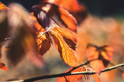 Close-up of orange leaves on plant