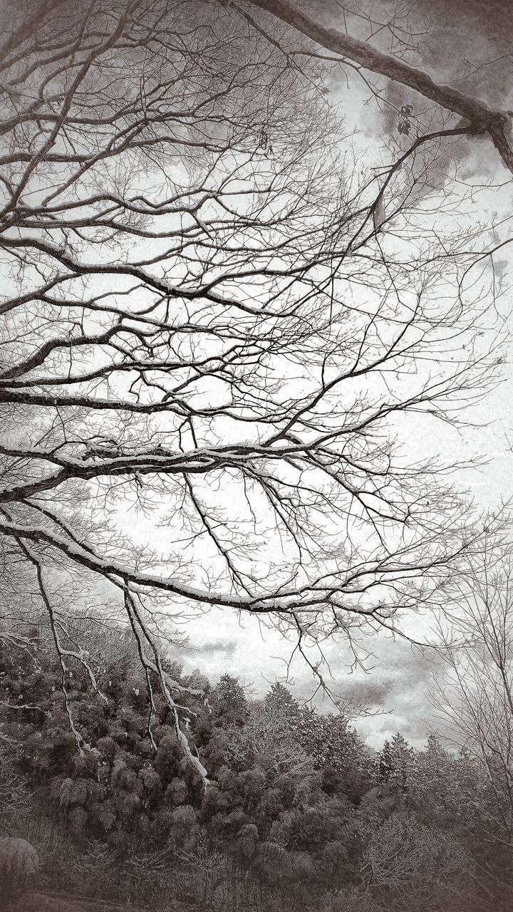 SCENIC VIEW OF BARE TREES IN WINTER