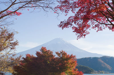 View of trees on mountain against sky