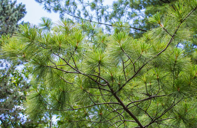 Low angle view of pine tree