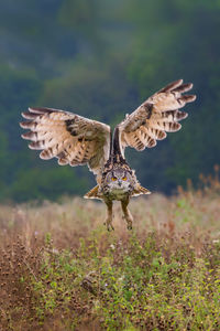 Low angle view of owl flying in field