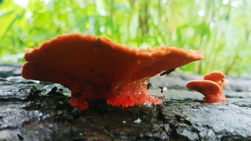 Close-up of orange mushroom growing on land