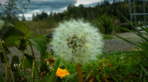 Close-up of dandelion flowers