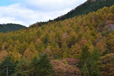 Scenic view of forest against sky during autumn