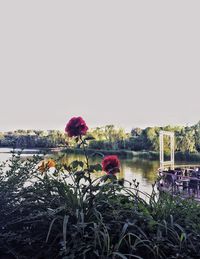 Plants growing in lake