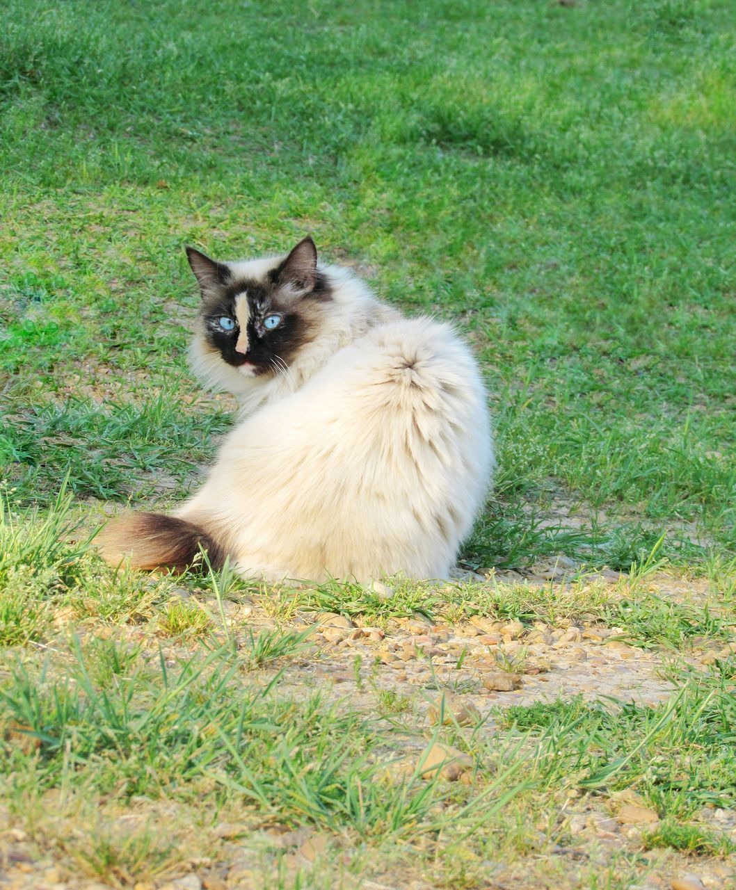 CAT SITTING ON FIELD