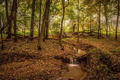 Stream flowing amidst trees in forest