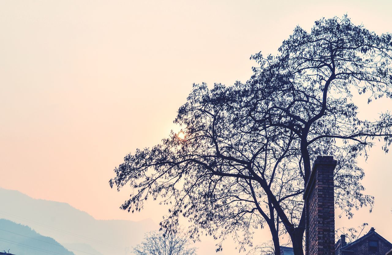 LOW ANGLE VIEW OF TREE AGAINST BUILDING AGAINST SKY