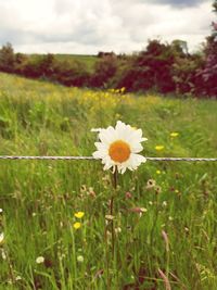 Close-up of yellow flowers blooming on field