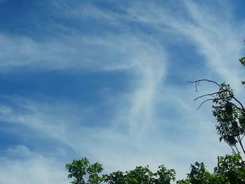 Low angle view of trees against sky