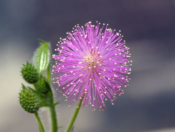 Close-up of thistle flower