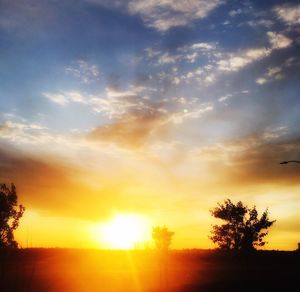 Sun shining through trees