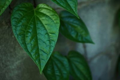 Close-up of green leaves