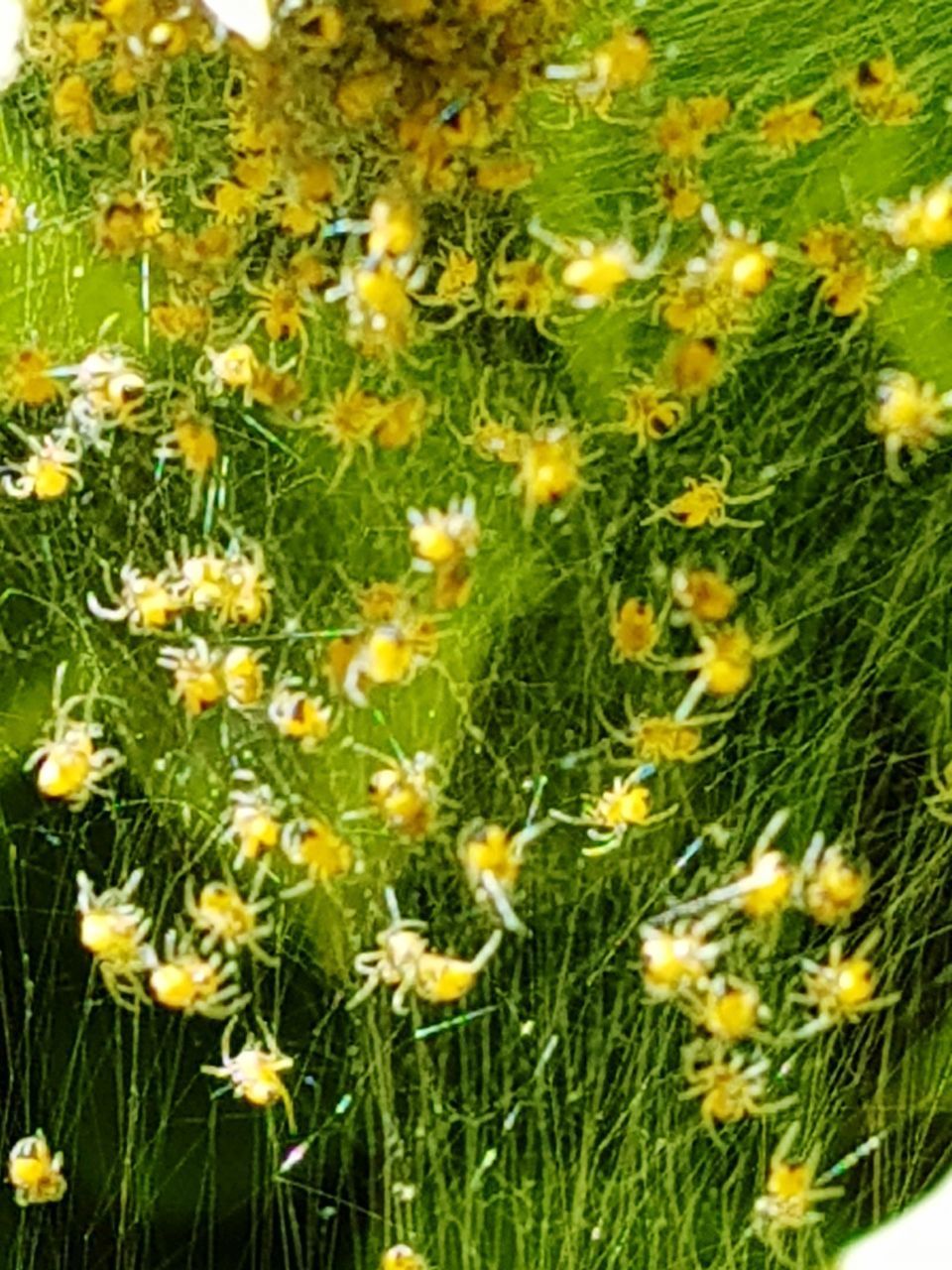 CLOSE-UP OF FRESH YELLOW FLOWERS