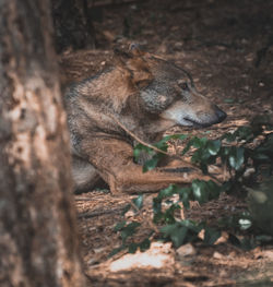 Close-up of a fox