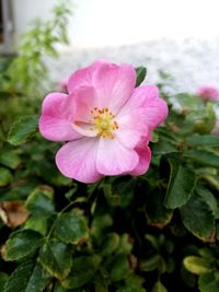 Close-up of pink flowering plant