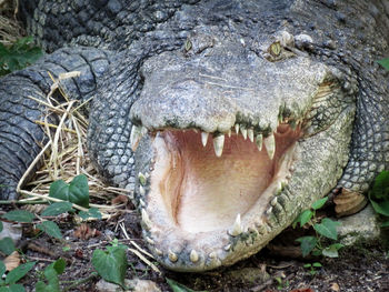 Close-up of mouth open crocodile on field