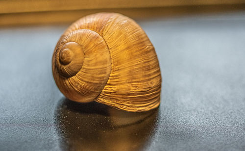 Close-up of snail on table