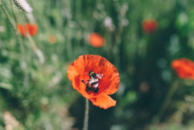 Close-up of orange poppy flower