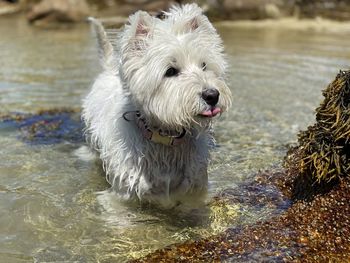 Close-up of dog