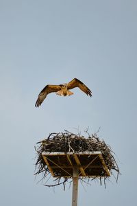 Low angle view of eagle flying against clear sky