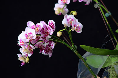 Close-up of pink flowers on branch