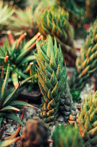 Succulents,echeveria kalanchoe succulent house plants.